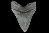 Serrated, Fossil Megalodon Tooth - South Carolina #74074-2